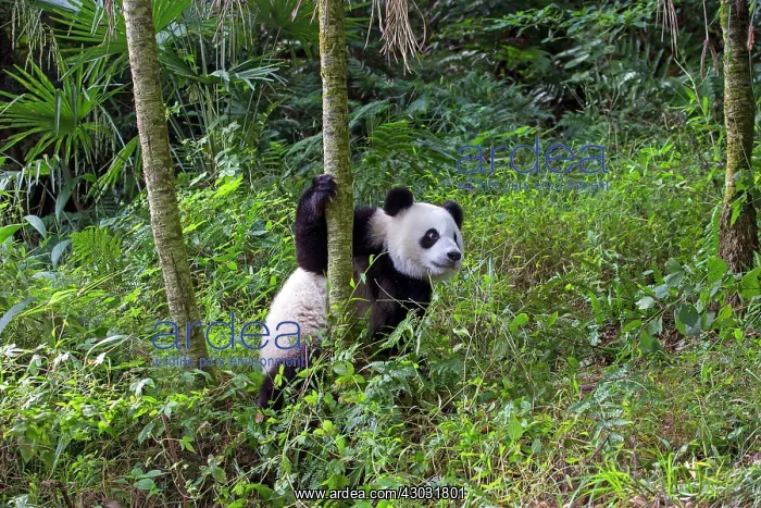 : Giant Panda controlled conditions : Giant Panda controlled conditions