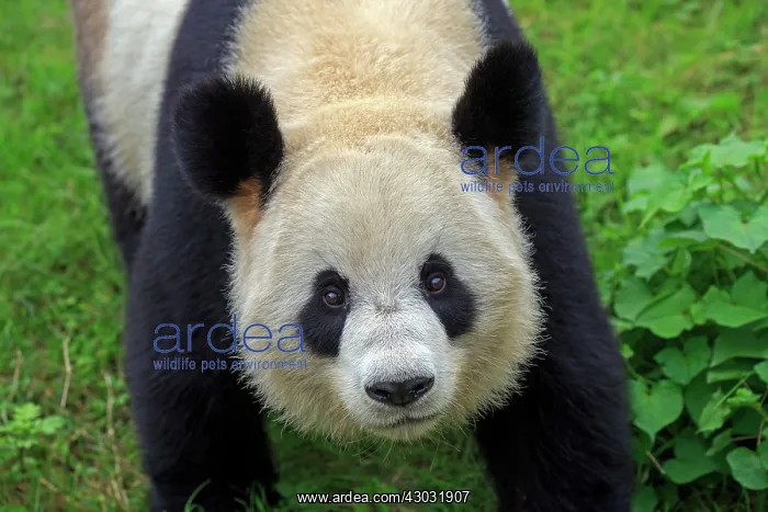 : Giant Panda controlled conditions : Giant Panda controlled conditions