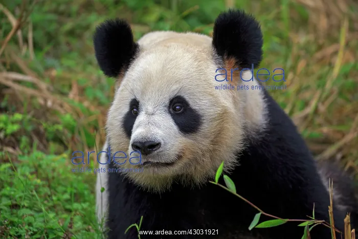: Giant Panda controlled conditions : Giant Panda controlled conditions