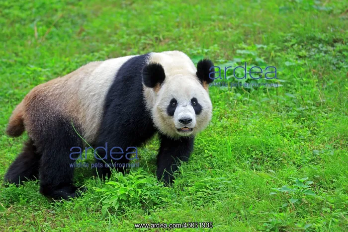 : Giant Panda controlled conditions : Giant Panda controlled conditions