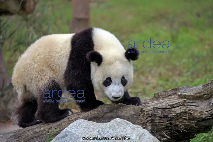 : Giant Panda controlled conditions : Giant Panda controlled conditions