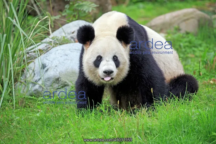 : Giant Panda controlled conditions : Giant Panda controlled conditions