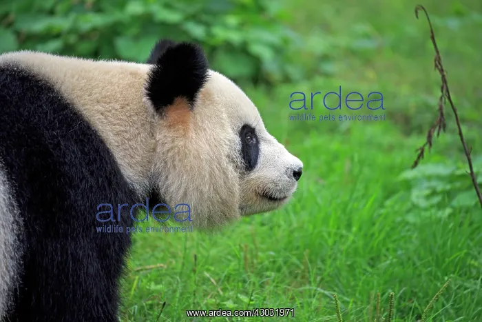 : Giant Panda controlled conditions : Giant Panda controlled conditions