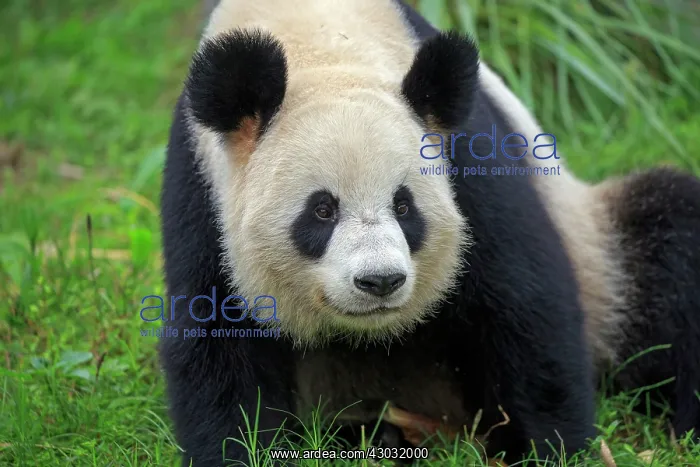 : Giant Panda controlled conditions : Giant Panda controlled conditions