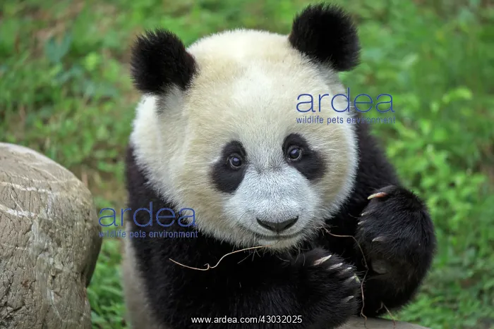 : Giant Panda controlled conditions : Giant Panda controlled conditions