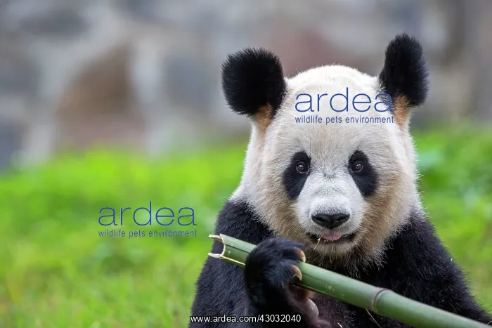 : Giant Panda controlled conditions : Giant Panda controlled conditions