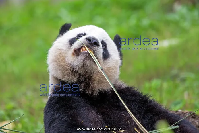 : Giant Panda controlled conditions : Giant Panda controlled conditions