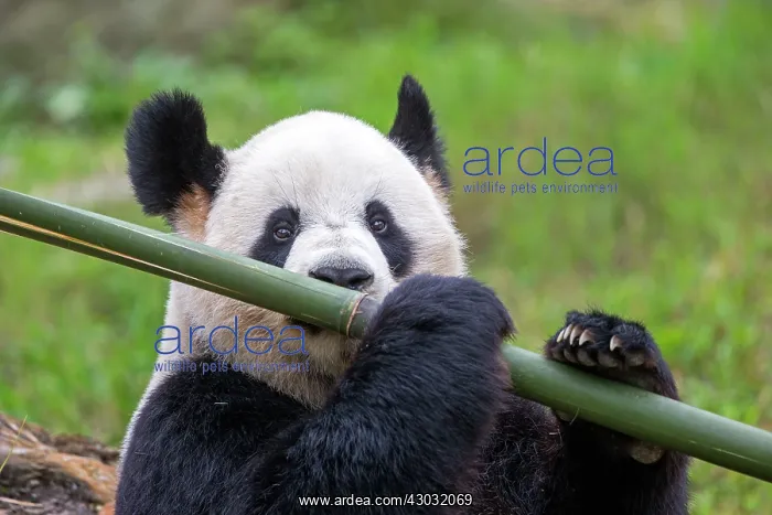 : Giant Panda controlled conditions : Giant Panda controlled conditions