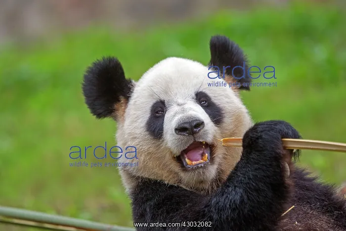 : Giant Panda controlled conditions : Giant Panda controlled conditions