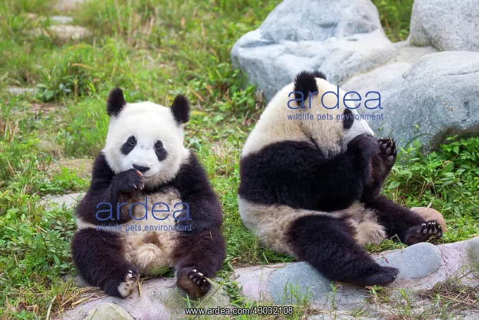 : Giant Panda controlled conditions : Giant Panda controlled conditions