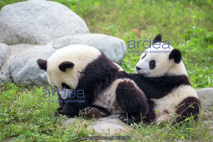 : Giant Panda controlled conditions : Giant Panda controlled conditions