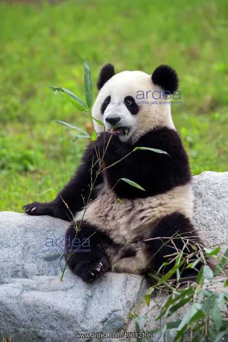 : Giant Panda controlled conditions : Giant Panda controlled conditions