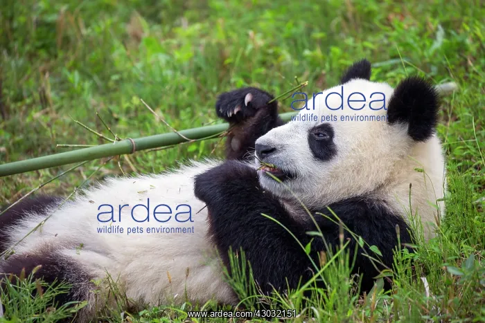 : Giant Panda controlled conditions : Giant Panda controlled conditions