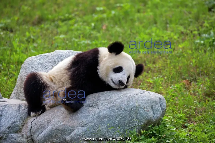 : Giant Panda controlled conditions : Giant Panda controlled conditions