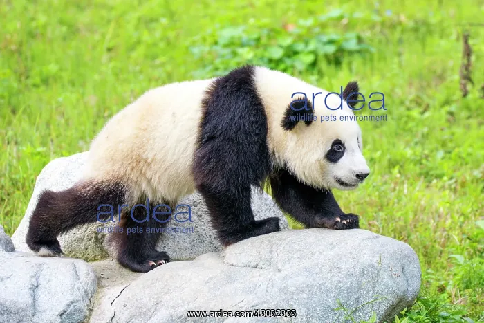 : Giant Panda controlled conditions : Giant Panda controlled conditions