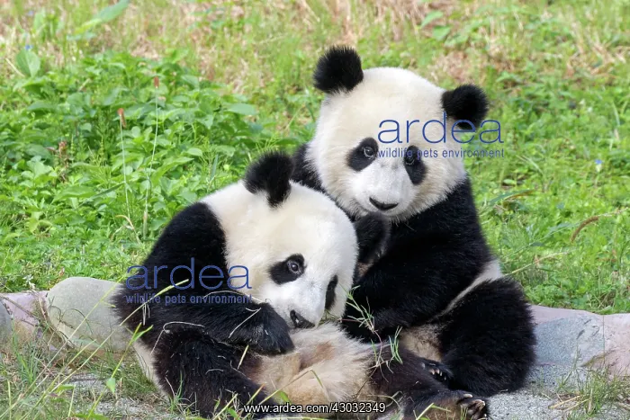 : Giant Panda controlled conditions : Giant Panda controlled conditions