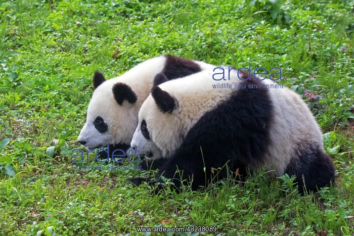 : Giant Panda controlled conditions : Giant Panda controlled conditions