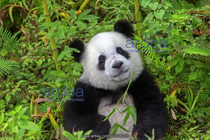 : Giant Panda controlled conditions : Giant Panda controlled conditions