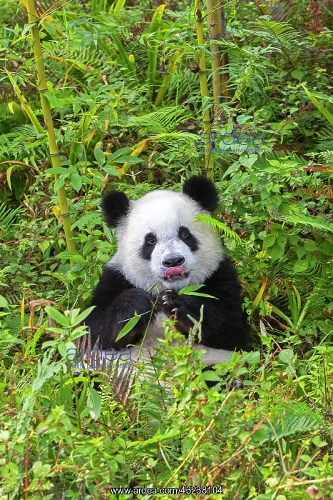 : Giant Panda controlled conditions : Giant Panda controlled conditions
