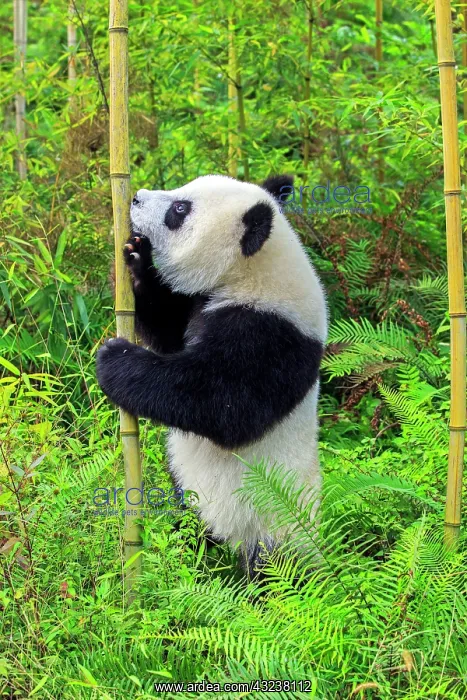 : Giant Panda controlled conditions : Giant Panda controlled conditions