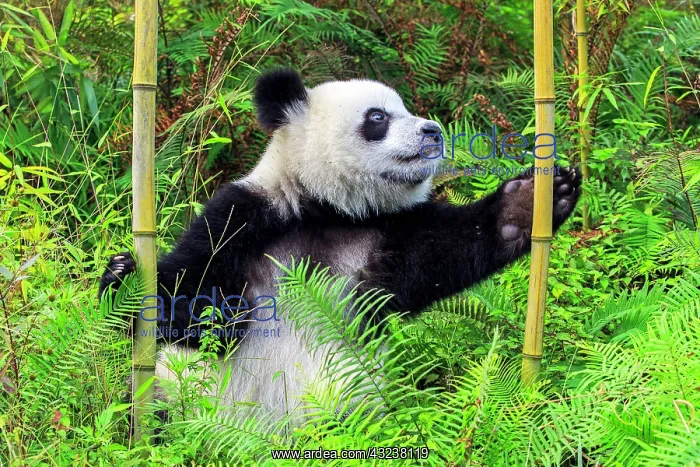 : Giant Panda controlled conditions : Giant Panda controlled conditions