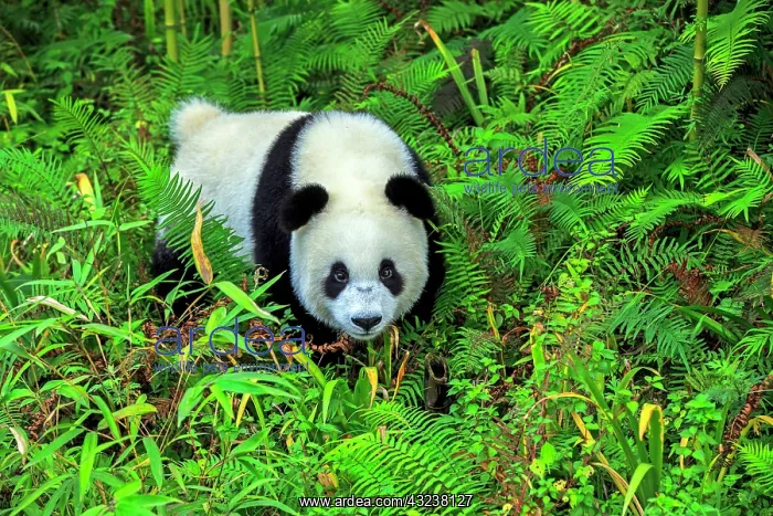 : Giant Panda controlled conditions : Giant Panda controlled conditions