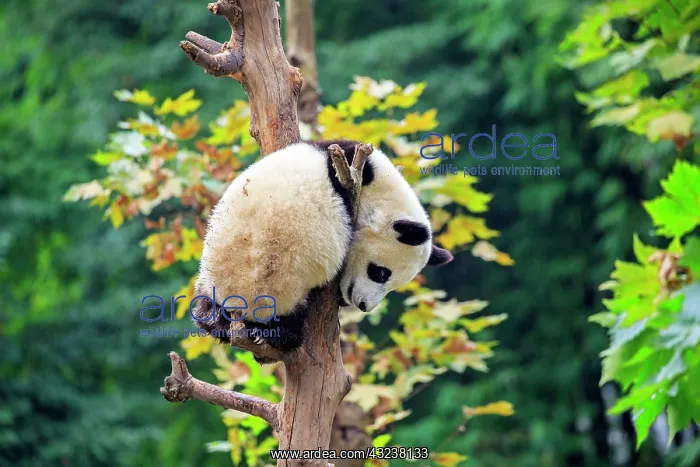 : Giant Panda controlled conditions : Giant Panda controlled conditions