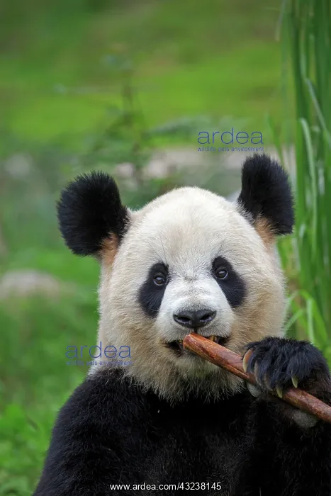 : Giant Panda controlled conditions : Giant Panda controlled conditions