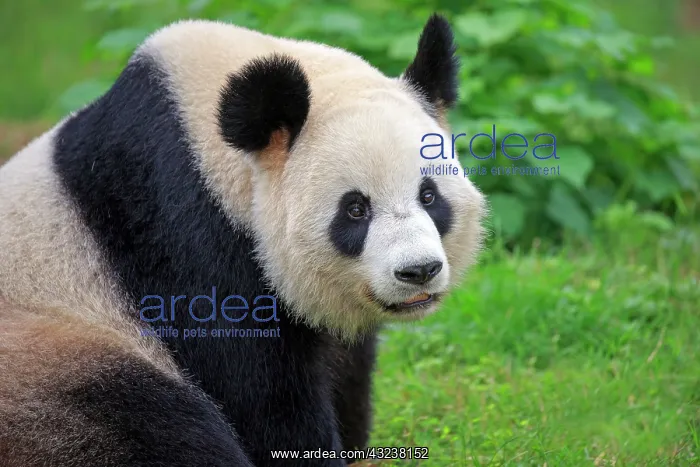 : Giant Panda controlled conditions : Giant Panda controlled conditions