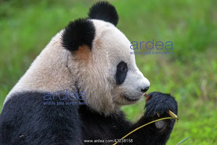 : Giant Panda controlled conditions : Giant Panda controlled conditions