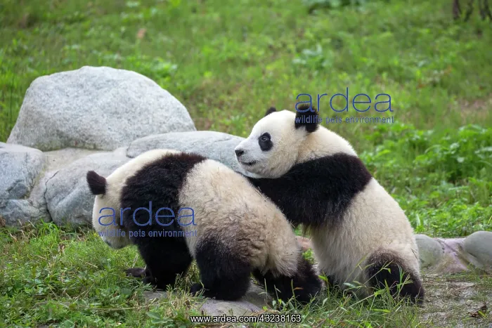 : Giant Panda controlled conditions : Giant Panda controlled conditions