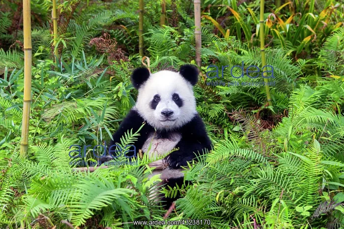 : Giant Panda controlled conditions : Giant Panda controlled conditions