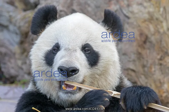 : Giant Panda controlled conditions : Giant Panda controlled conditions