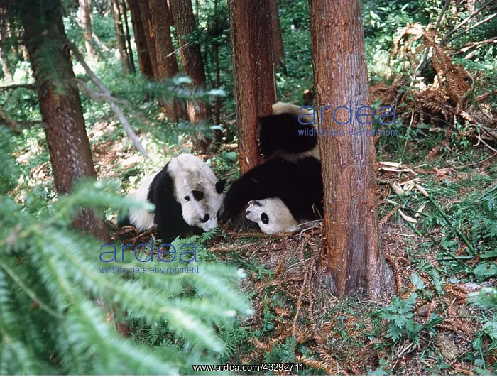 : GIANT PANDA - courtship : GIANT PANDA - courtship