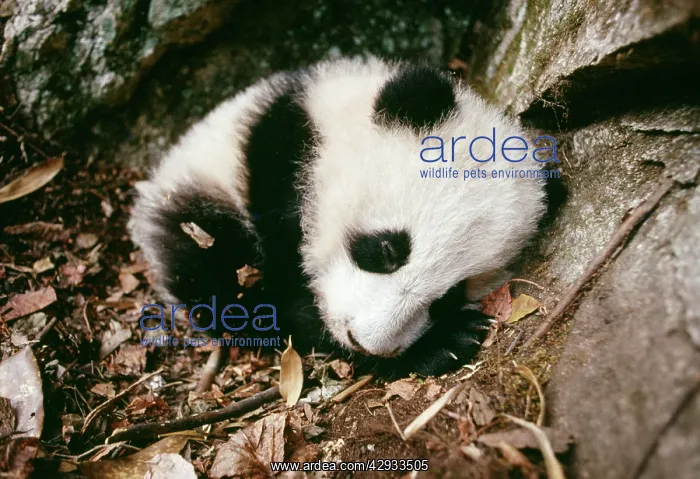 : Giant Panda - cub in den : Giant Panda - cub in den