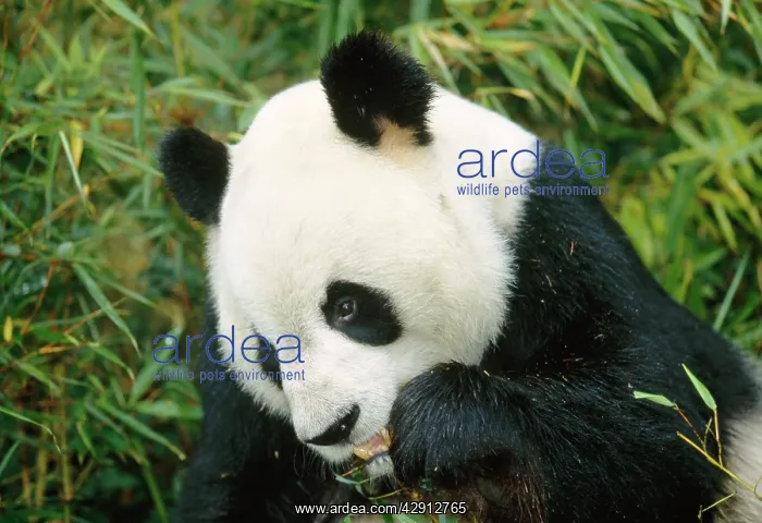 : Giant Panda - eating : Giant Panda - eating