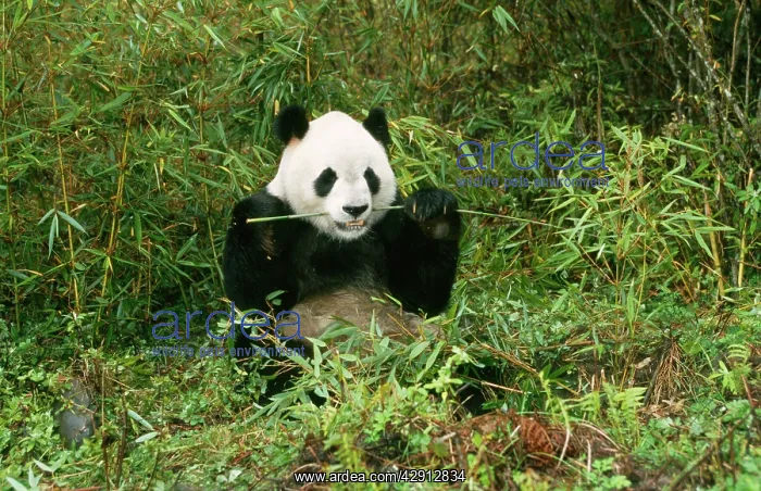 : Giant Panda - eating : Giant Panda - eating