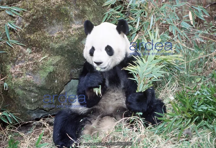 : GIANT PANDA - EATING BAMBOO : GIANT PANDA - EATING BAMBOO