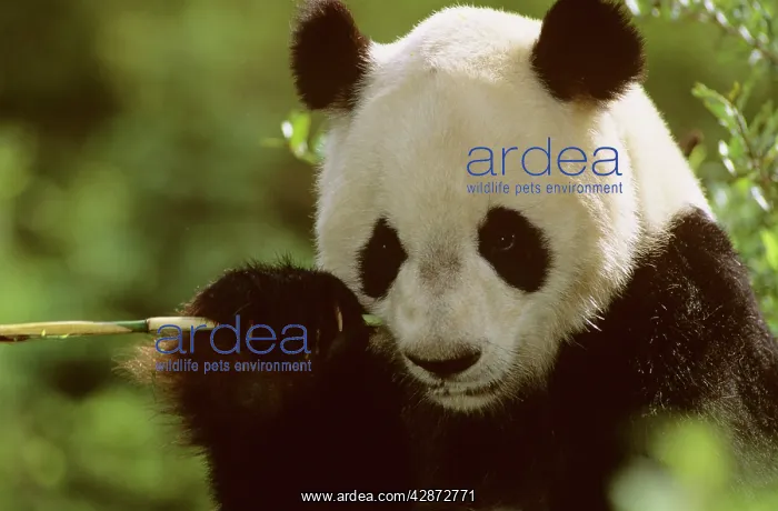 : Giant Panda - Eating bamboo (Arrow bamboo Gelidocalamus : Giant Panda - Eating bamboo (Arrow bamboo Gelidocalamus