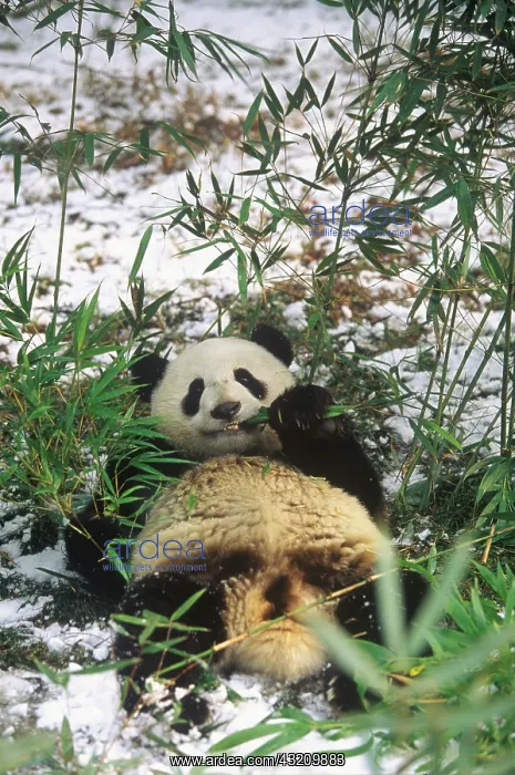: Giant Panda eating bamboo Wolong Nature Reserve : Giant Panda eating bamboo Wolong Nature Reserve