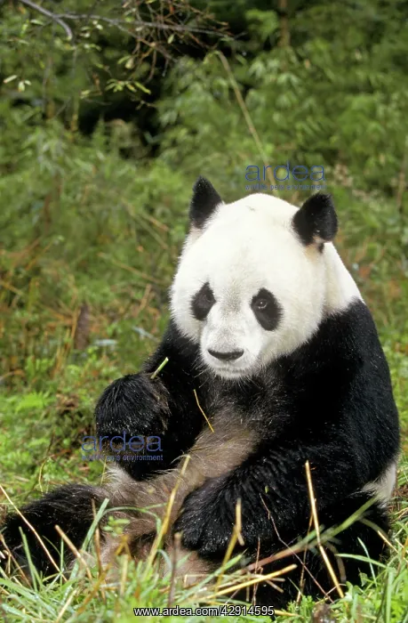: GIANT PANDA - Eating whilst sitting down : GIANT PANDA - Eating whilst sitting down