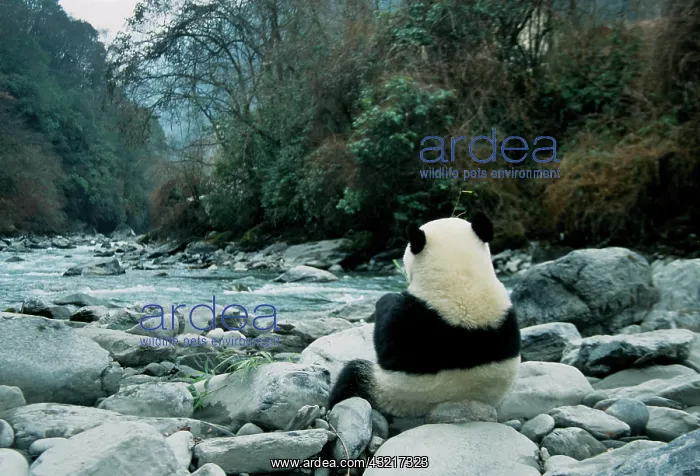 : Giant Panda eats bamboo by the river, backview : Giant Panda eats bamboo by the river, backview
