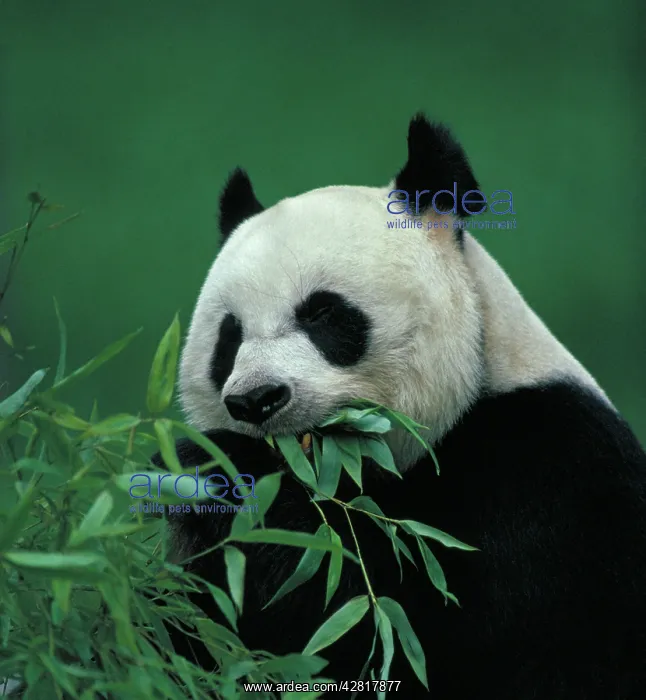 : Giant Panda - Feeding : Giant Panda - Feeding