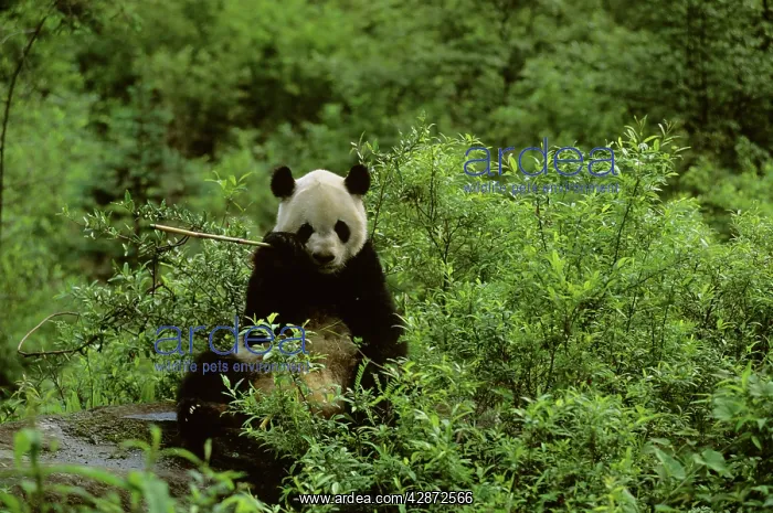 : Giant Panda - Feeding : Giant Panda - Feeding