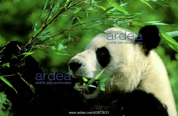: Giant Panda - Feeding : Giant Panda - Feeding