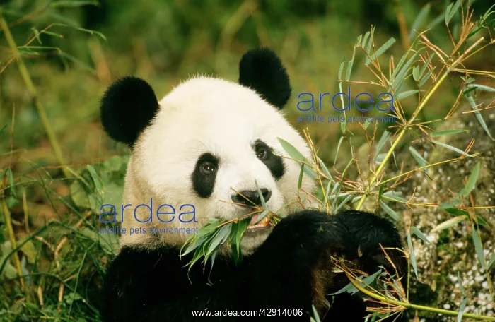 : Giant Panda - feeding