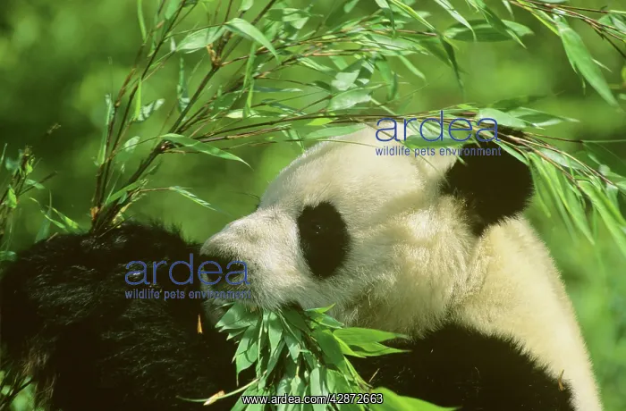 : Giant Panda - Feeding on bamboo : Giant Panda - Feeding on bamboo