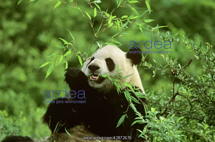 : Giant Panda - Feeding on bamboo : Giant Panda - Feeding on bamboo