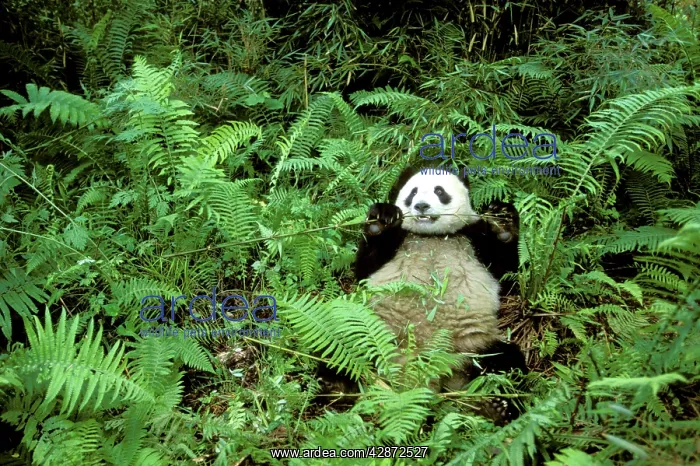 : Giant Panda - Feeding on bamboo (Arrow bamboo Gelidocalamus : Giant Panda - Feeding on bamboo (Arrow bamboo Gelidocalamus