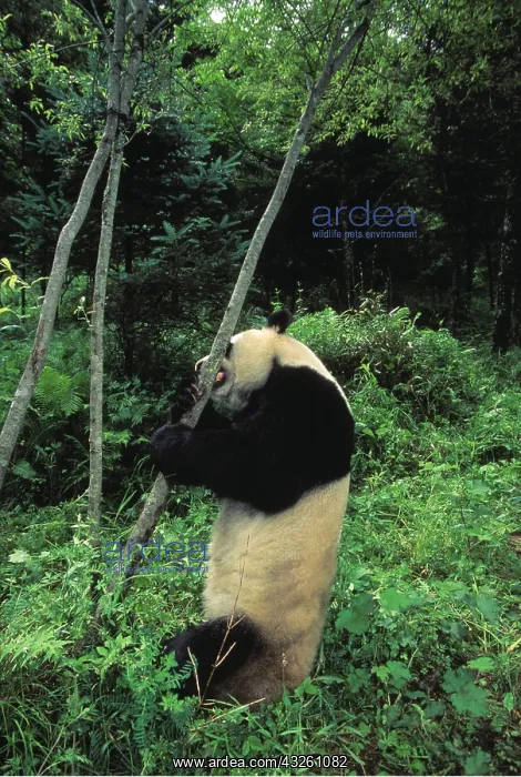 : GIANT PANDA - gnawing on tree trunk : GIANT PANDA - gnawing on tree trunk